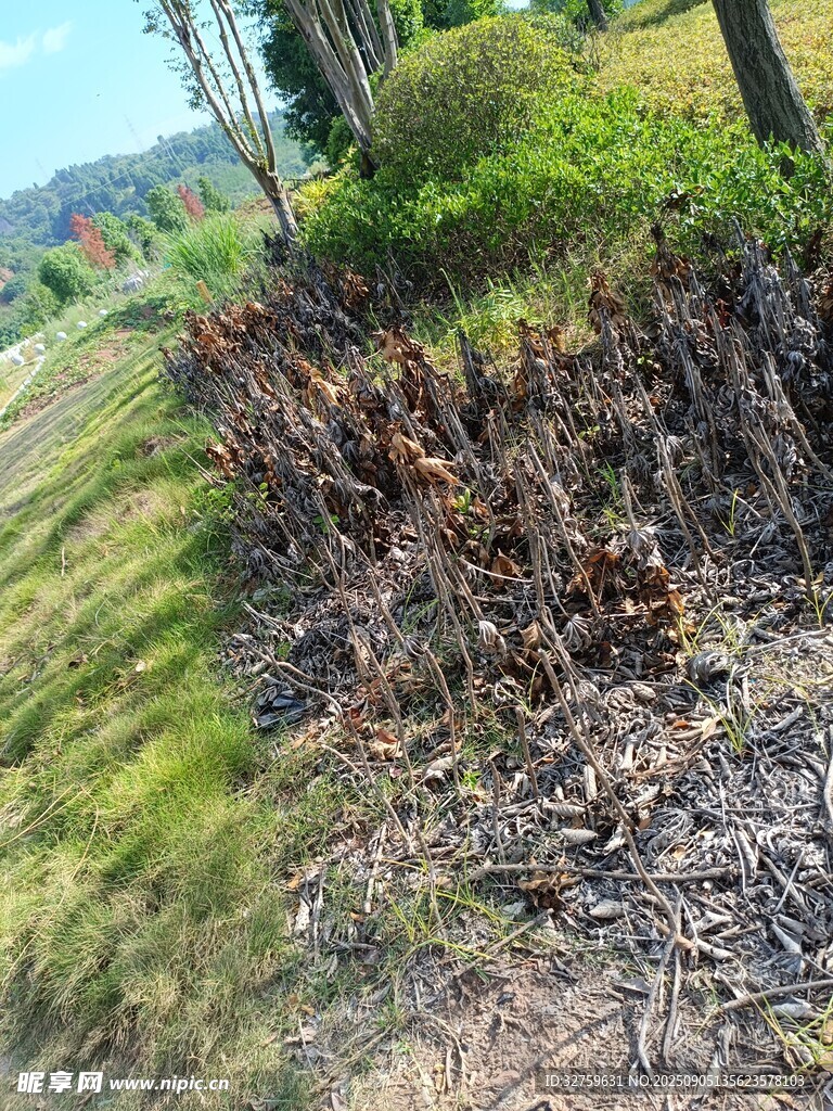 路邊植被與泥土景觀(guān)