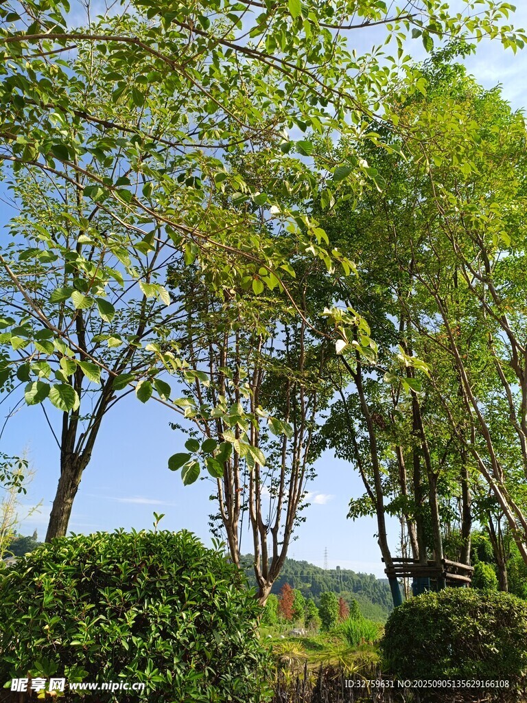 林間綠意盎然的自然景致