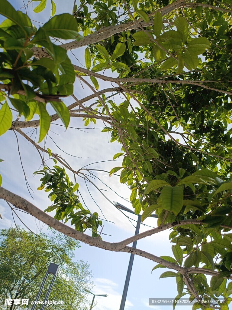 透過枝葉看天空