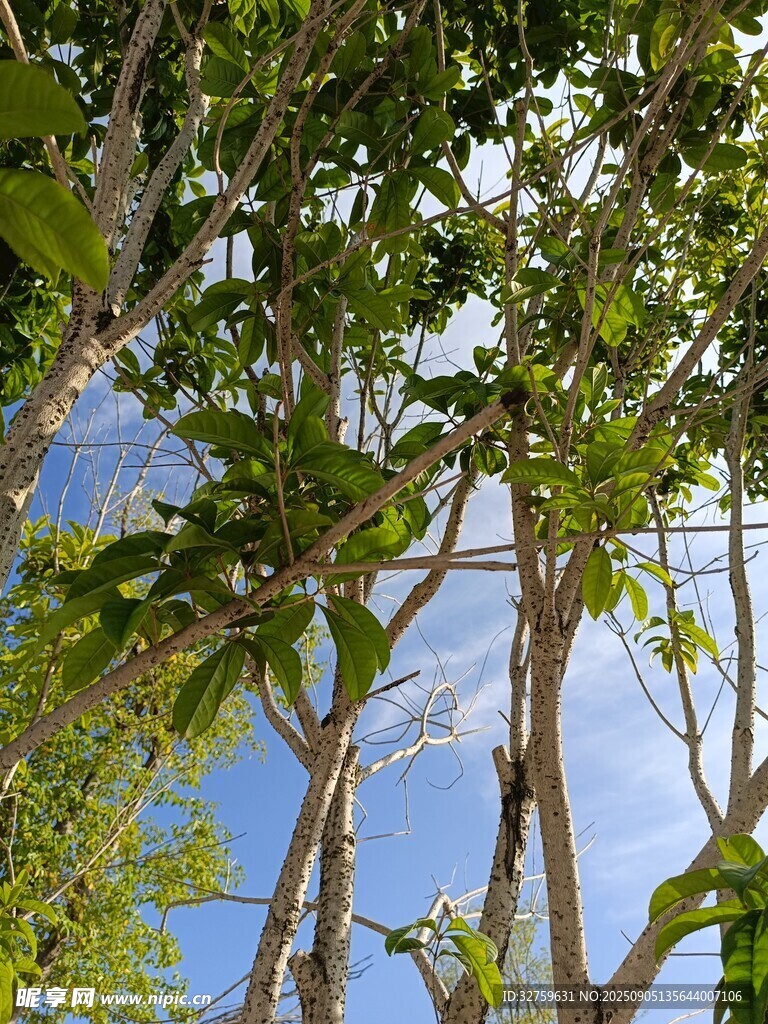 仰視茂密樹林中的藍天