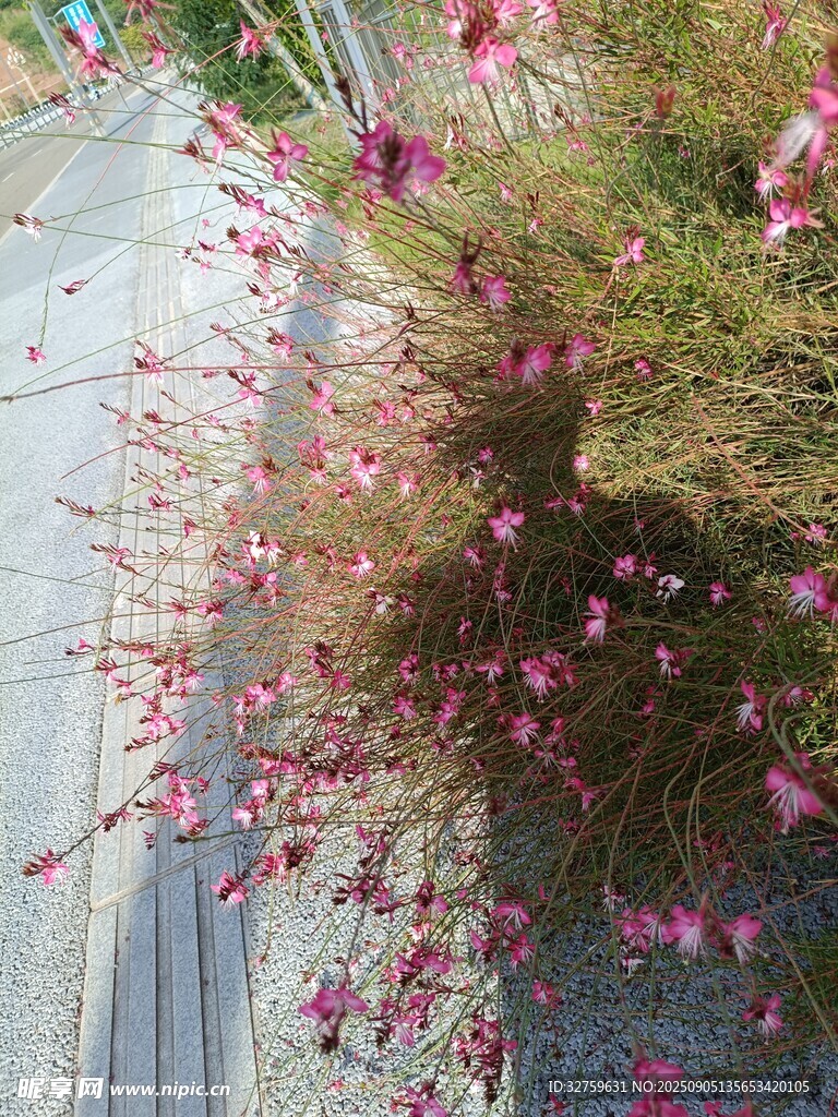 路邊綻放的粉色美麗小花