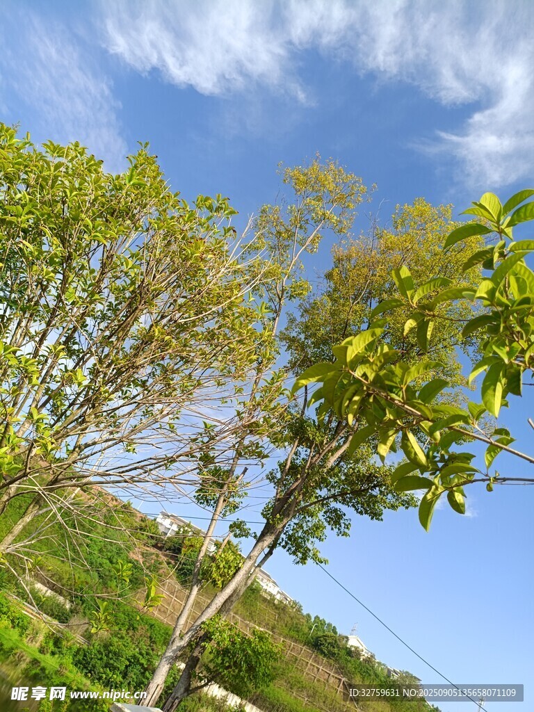 藍天綠樹風(fēng)景