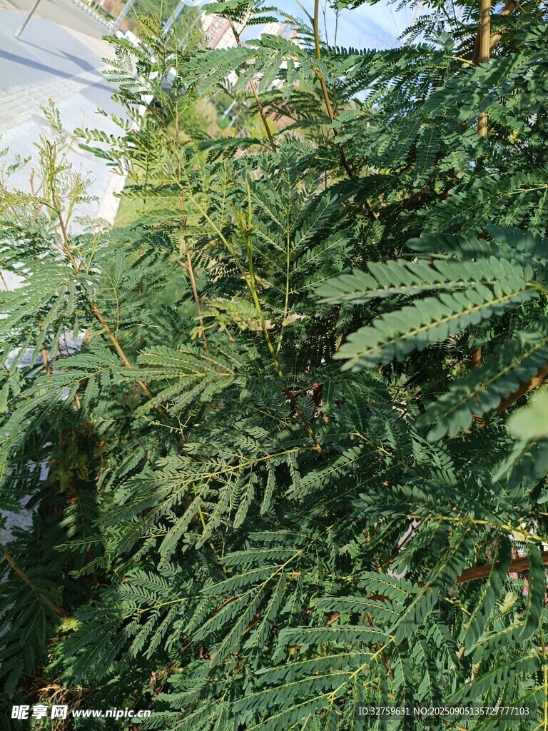 茂密的綠色針葉植物