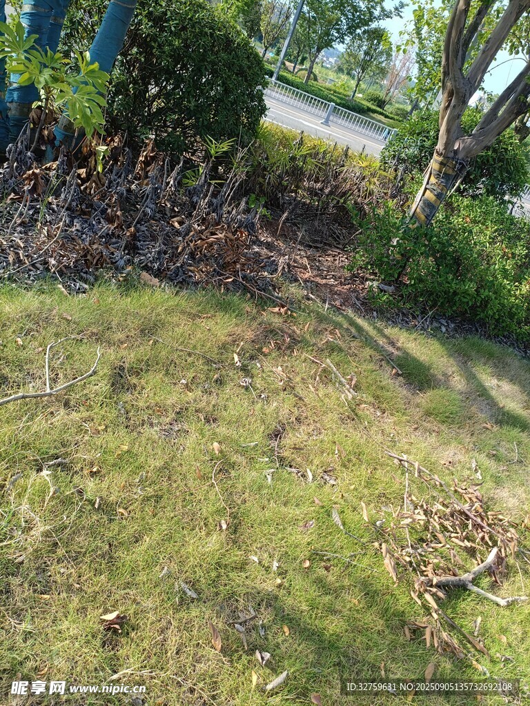 戶外草地及周邊綠植景象