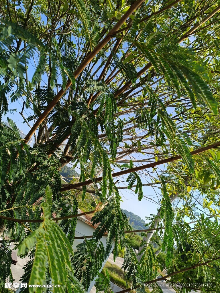 繁茂枝葉的高大樹木