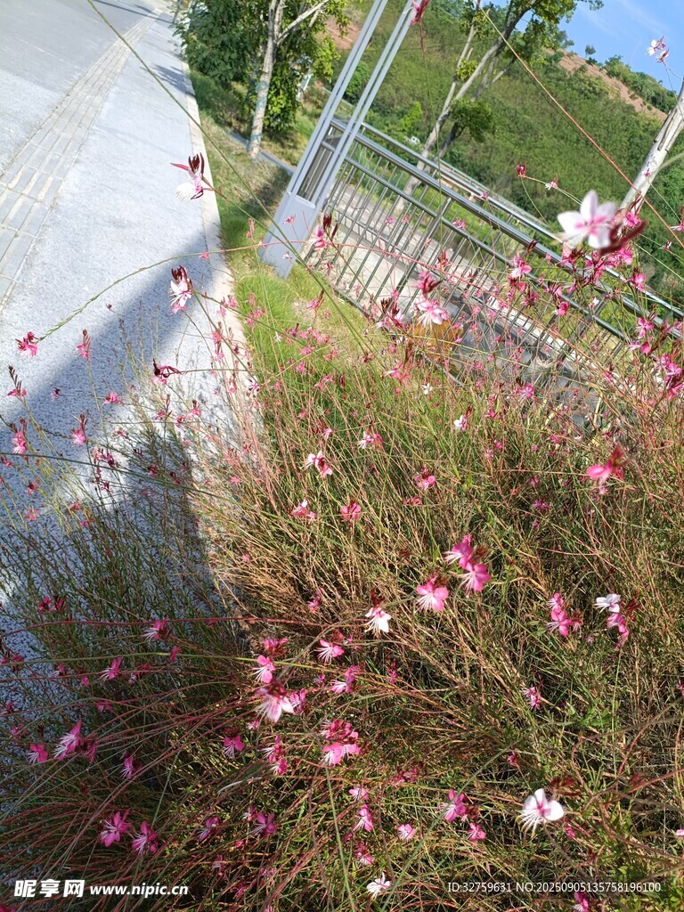 路邊綻放的粉色小花