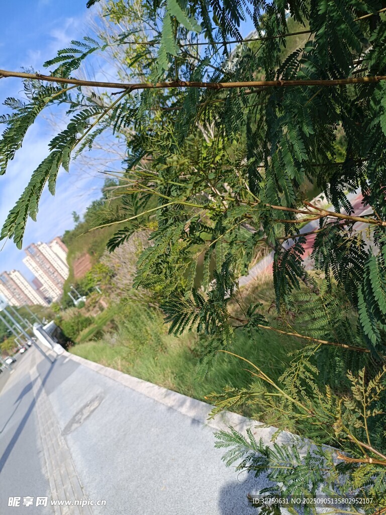 路邊綠意盎然的繁茂植被