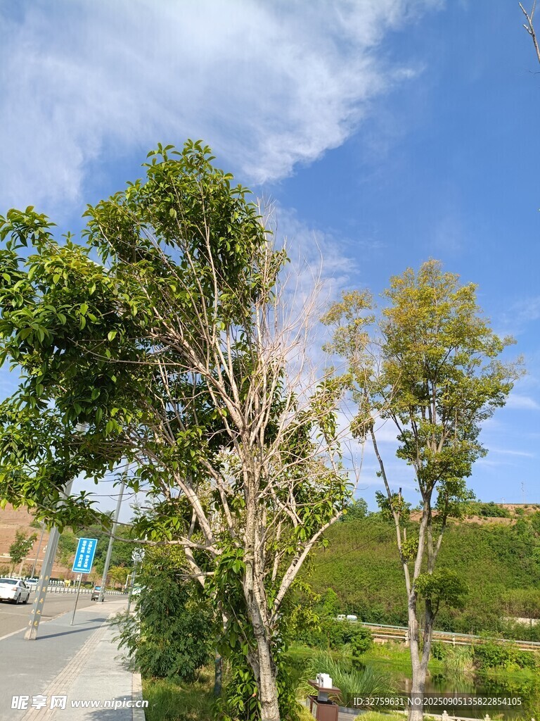 路邊綠樹(shù)藍(lán)天風(fēng)景圖