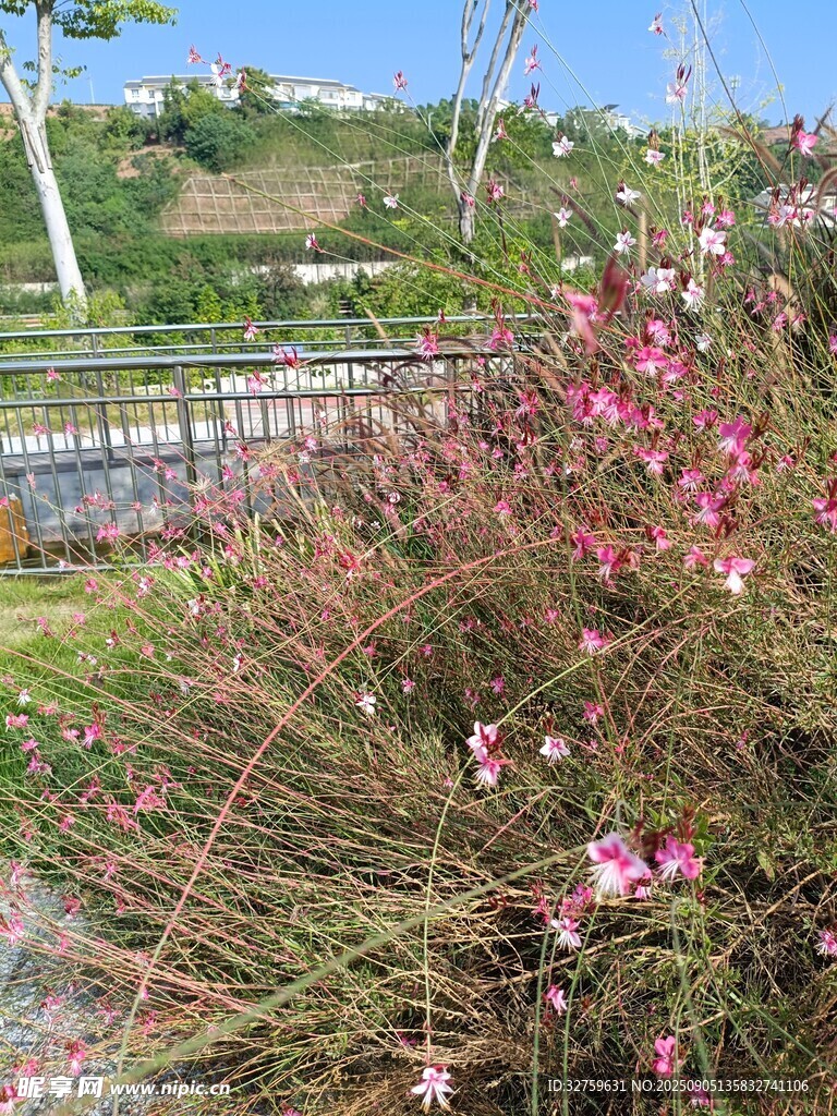 戶外綻放的美麗粉色花卉