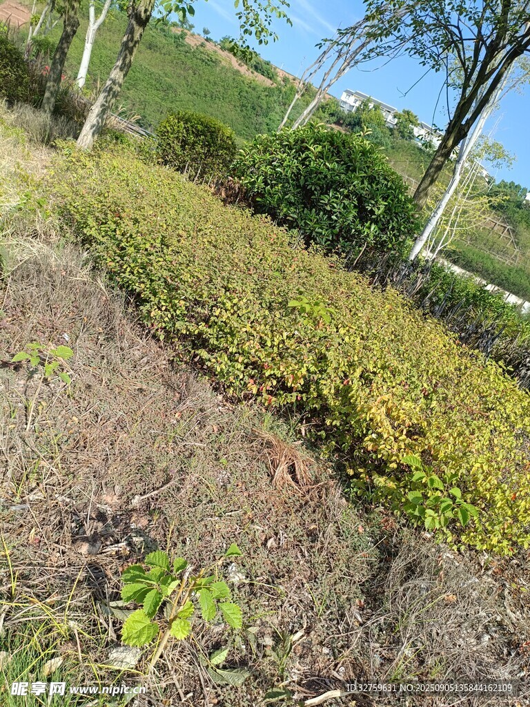戶外綠植景觀