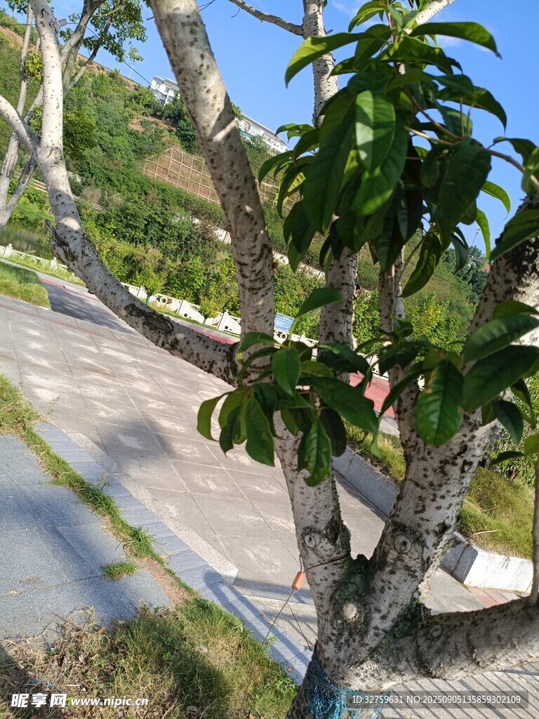 路邊綠樹與開闊景致
