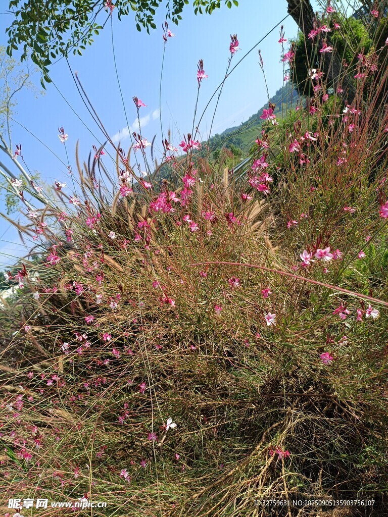 山坡上綻放的多彩野花