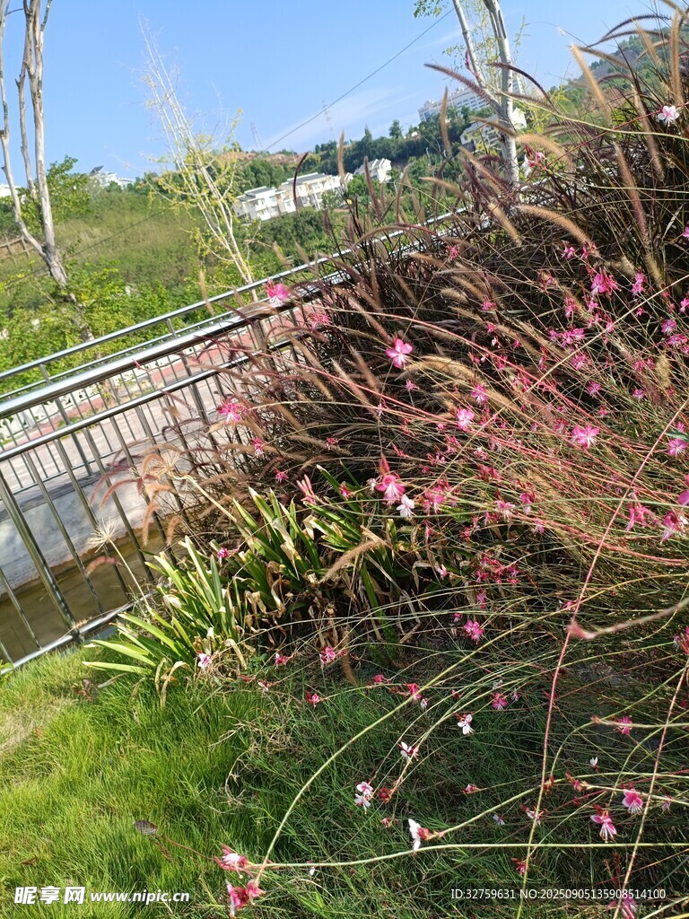 戶外粉色花卉與綠植景觀