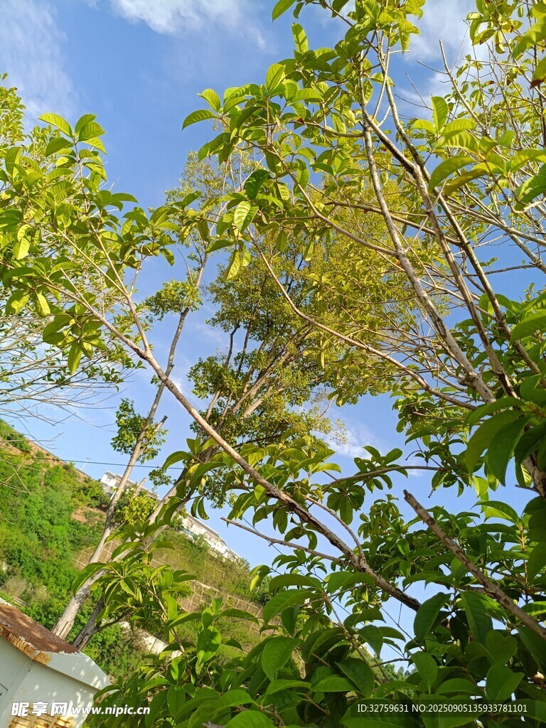 藍(lán)天綠樹間的自然景致