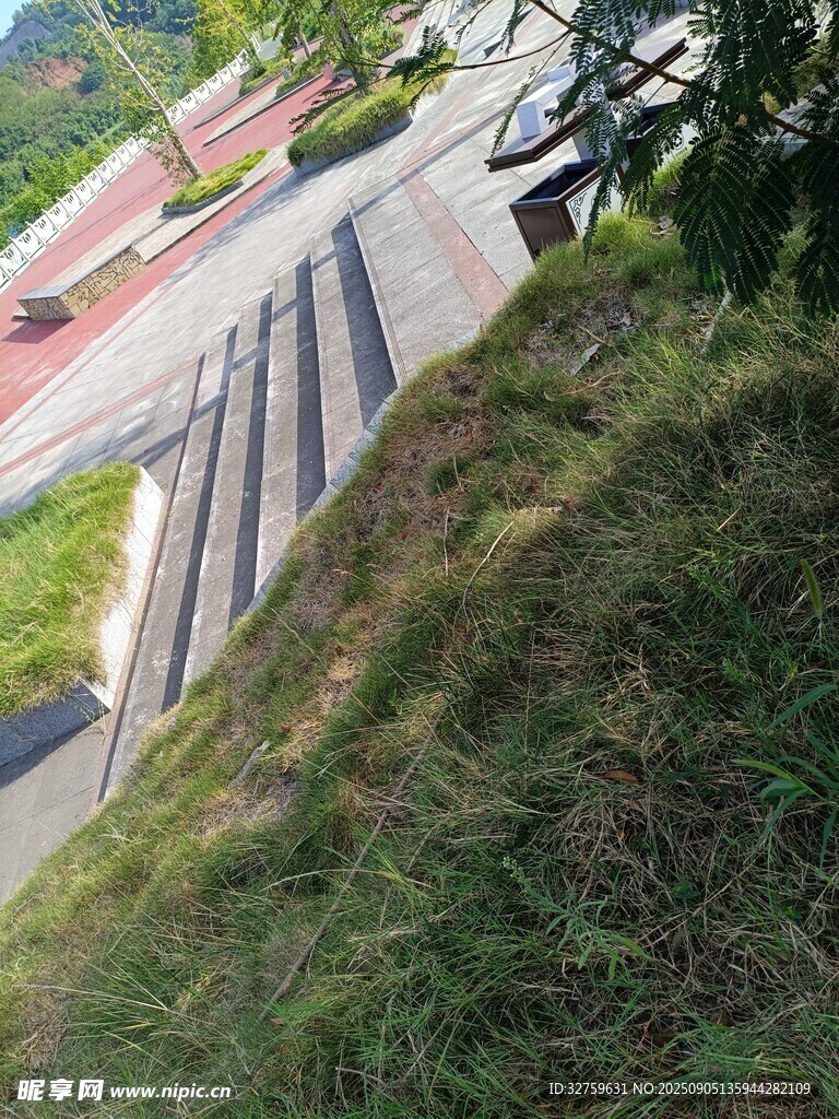 路邊斜坡上的茂盛綠植
