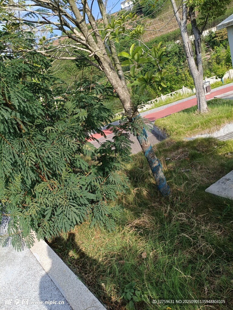 庭院綠植景觀一角