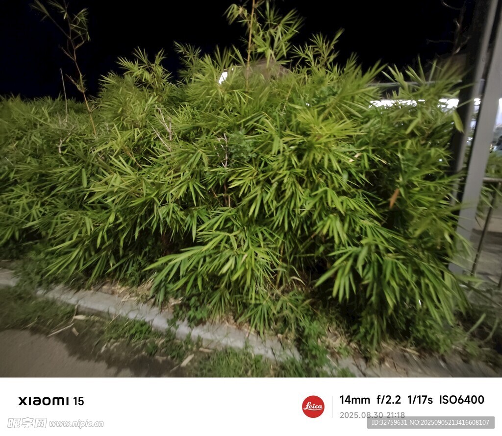 夜間繁茂綠植景觀(guān)