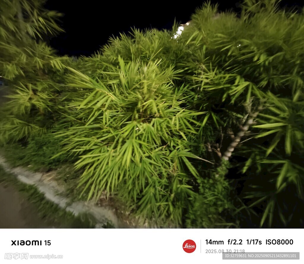 夜間蔥郁綠植景觀