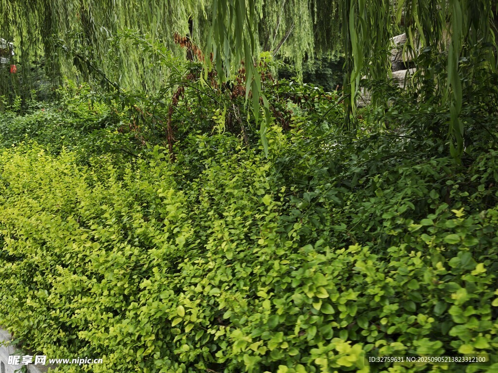 翠綠繁茂的濕地植物景觀