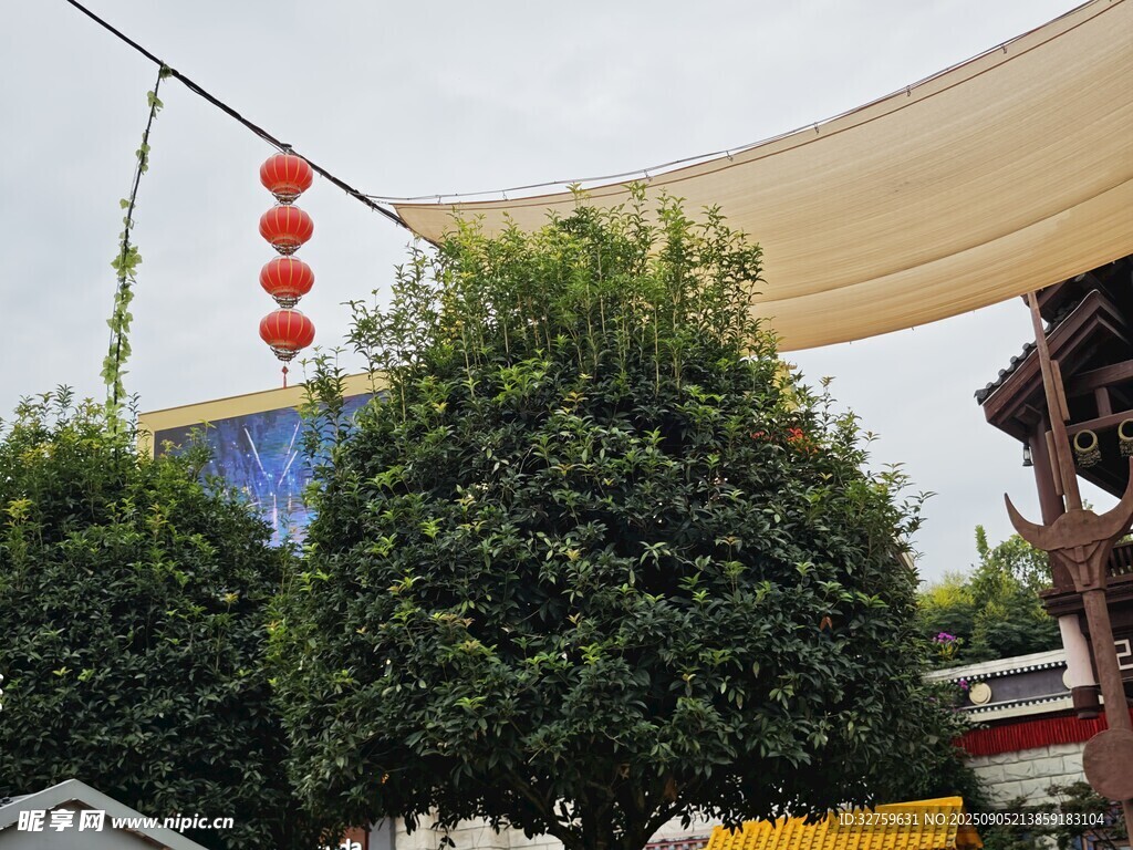戶外懸掛裝飾與綠樹景觀