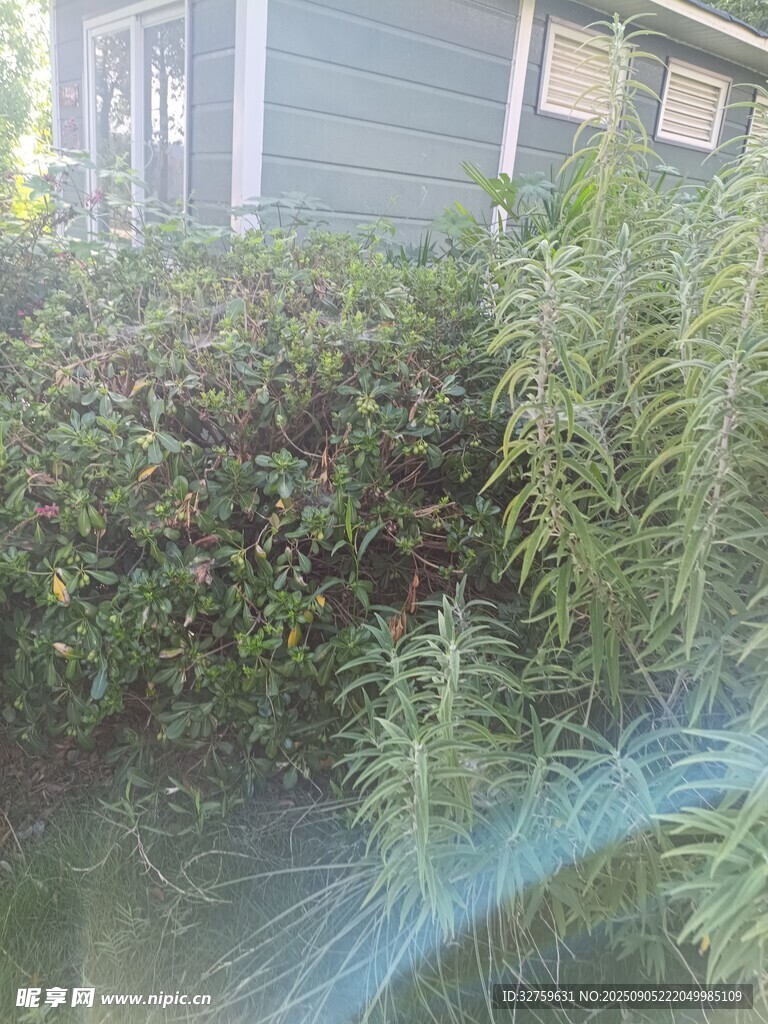 庭院綠植景觀