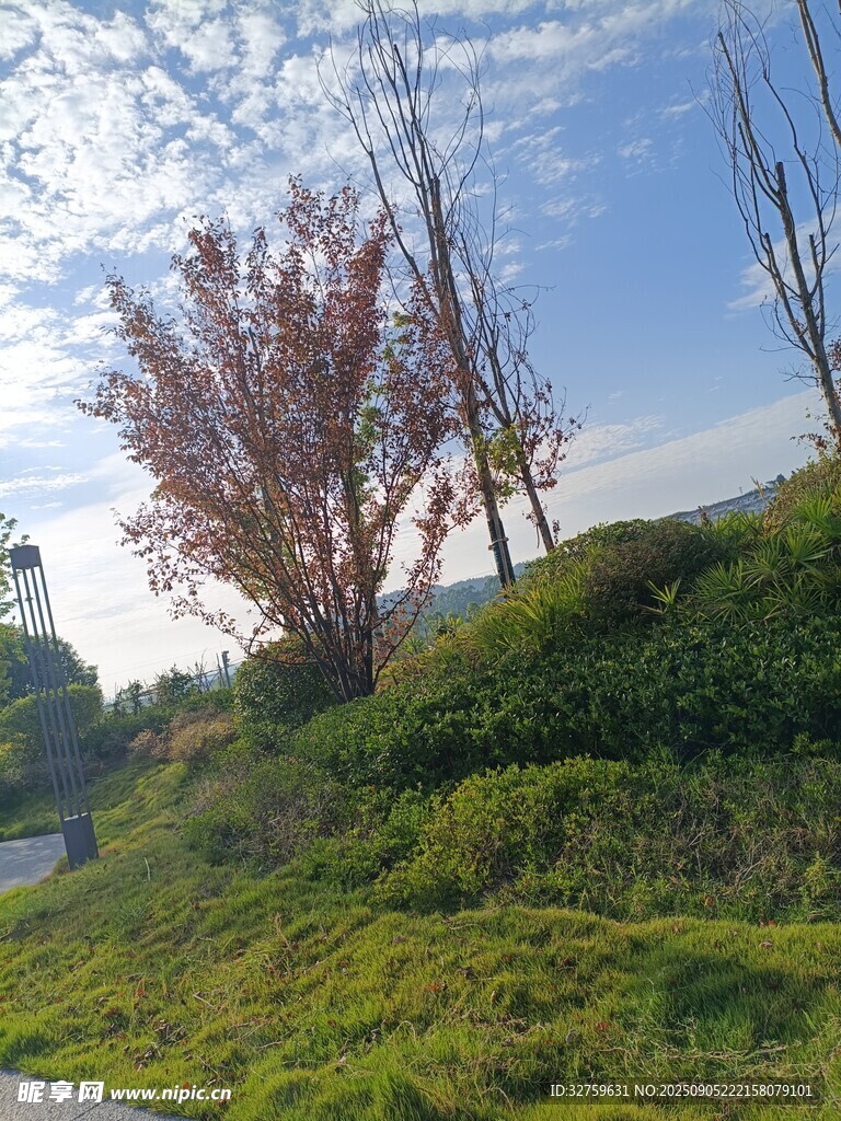 春日山坡美景