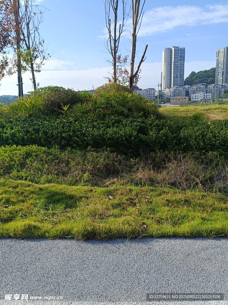 路邊綠意盎然的植被景觀