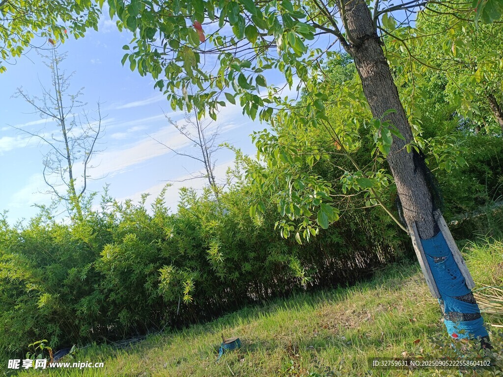 綠樹(shù)成蔭的戶(hù)外自然景致