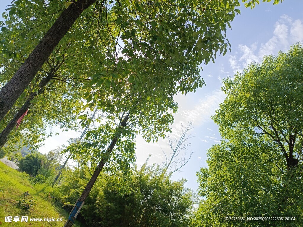 陽光灑落綠意盎然的樹林