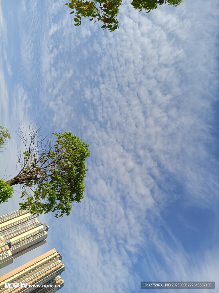 仰望藍(lán)天與樹(shù)梢建筑