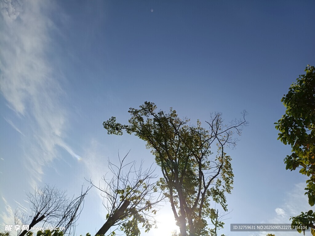 藍天綠樹間的自然景致