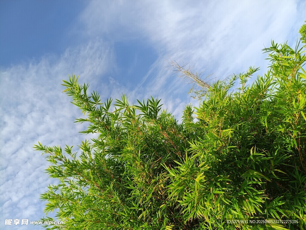 藍(lán)天綠樹的清新景致