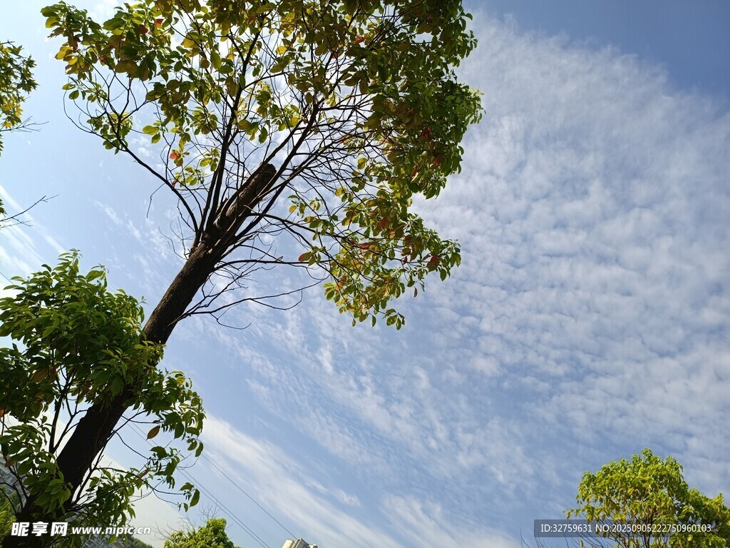 仰望藍天綠樹風景如畫