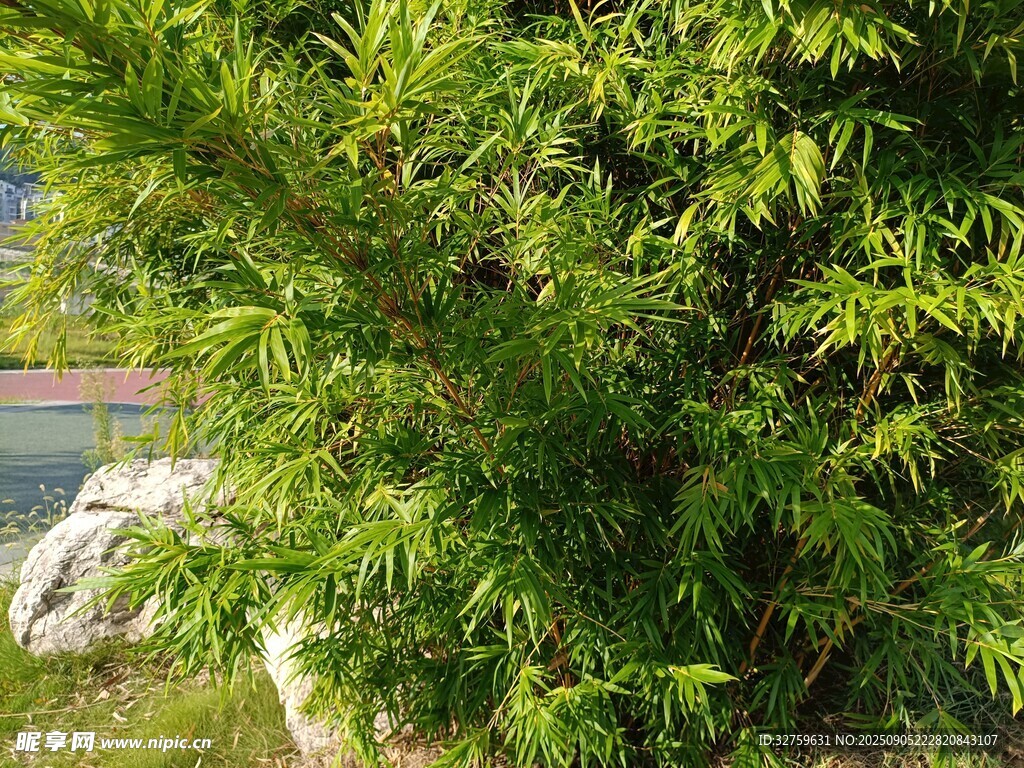 翠綠繁茂的戶外綠植景觀
