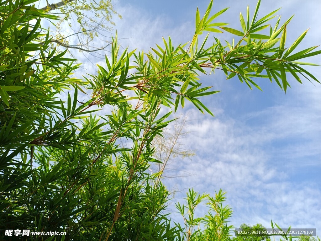 藍天映襯下的翠綠竹葉