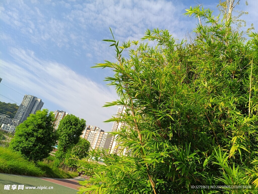 城市中的蔥郁綠植景觀