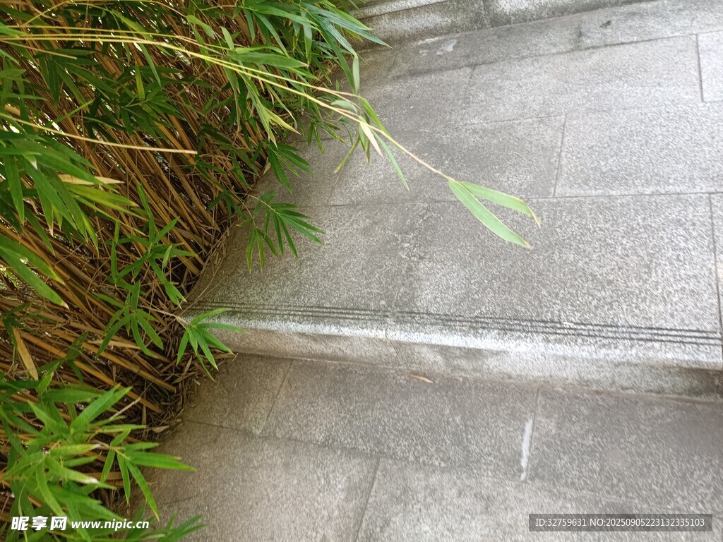 石板旁的翠綠植物