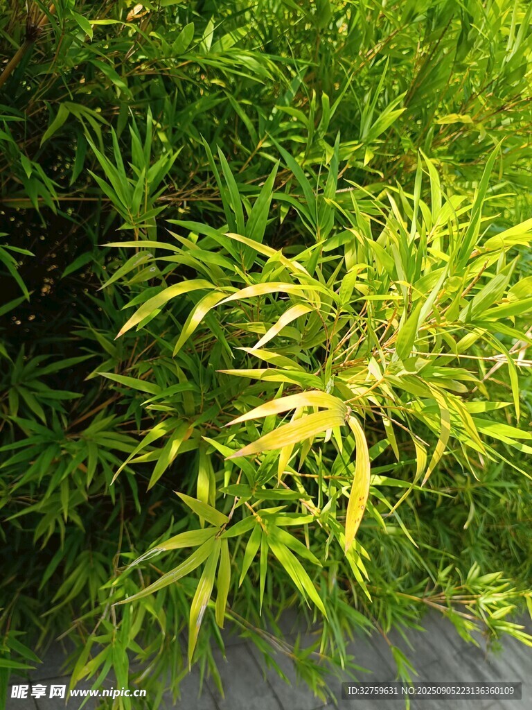 翠綠竹葉展現(xiàn)自然生機
