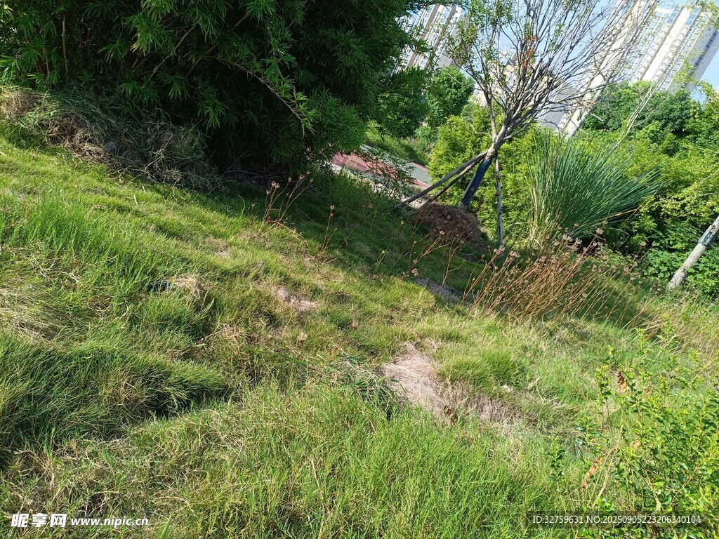 野外草地與綠植景觀