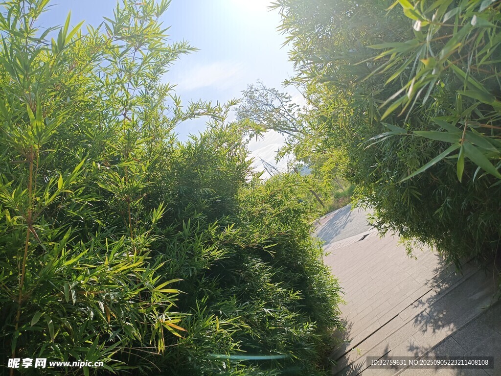 陽光照耀下的綠植小徑