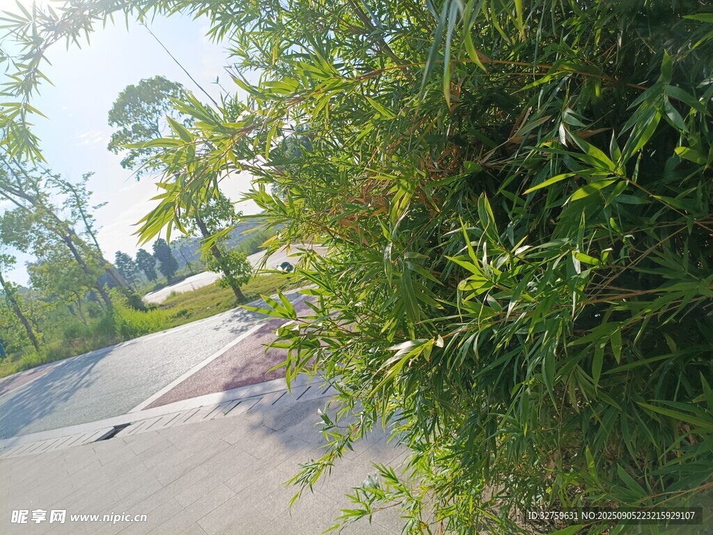 路邊蔥郁綠植風(fēng)景