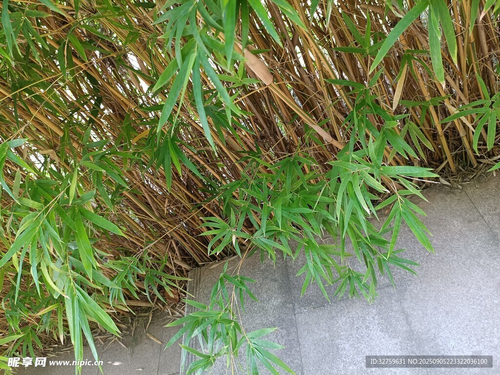 墻角翠綠竹子生機(jī)勃勃