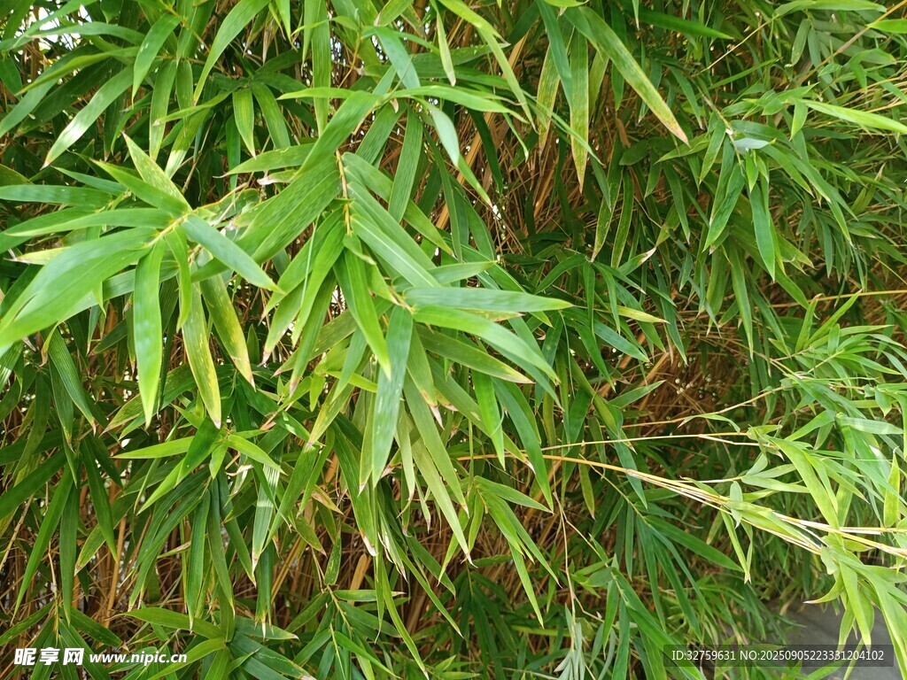 翠綠竹葉展現(xiàn)自然生機(jī)