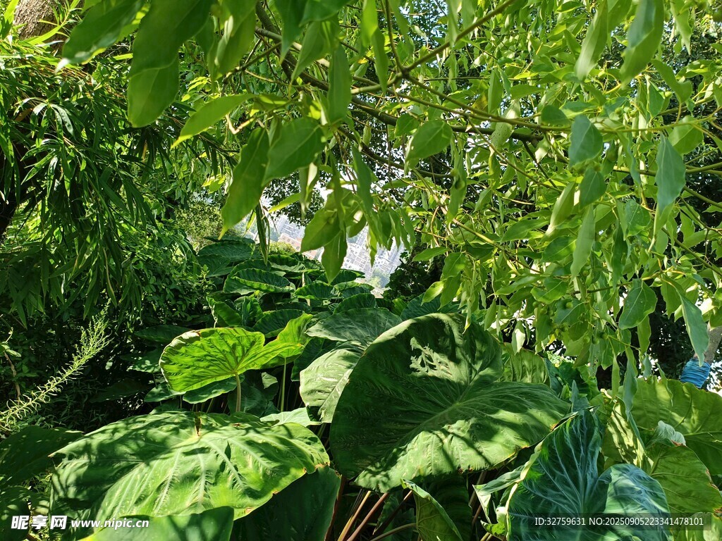 繁茂綠植 