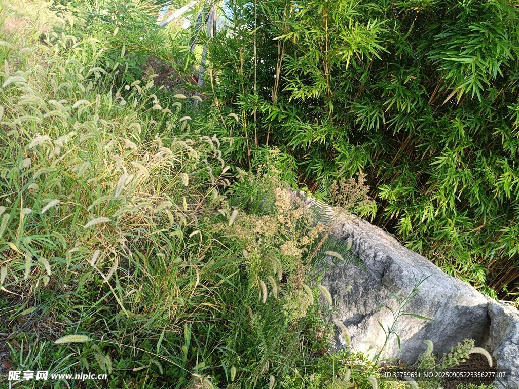 石邊繁茂綠植景觀