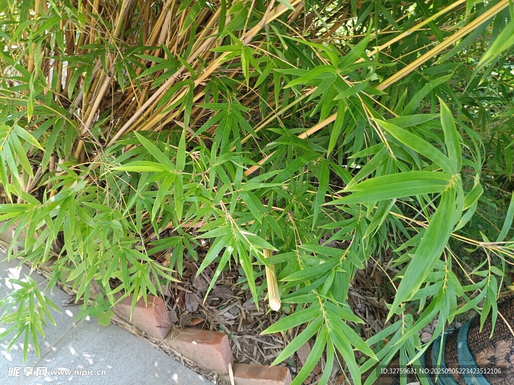 墻邊茂盛的綠色植物