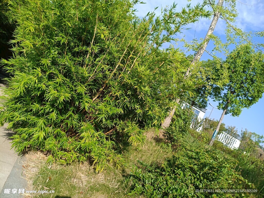 路邊繁茂綠植