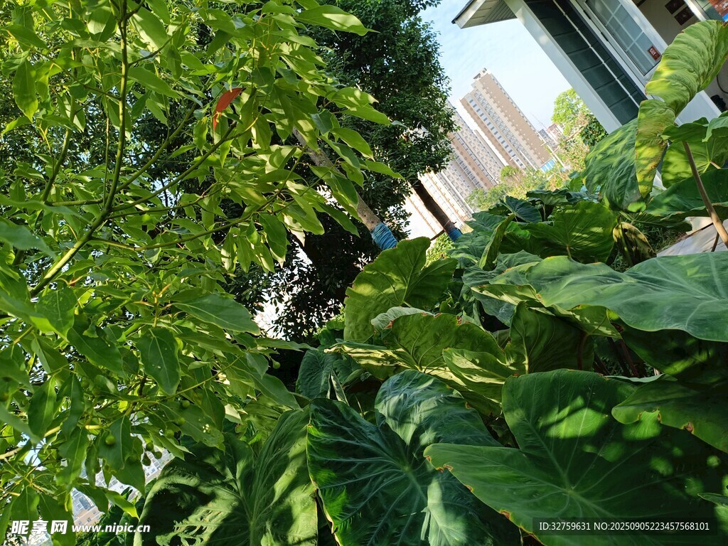 綠葉繁茂的生機(jī)景象