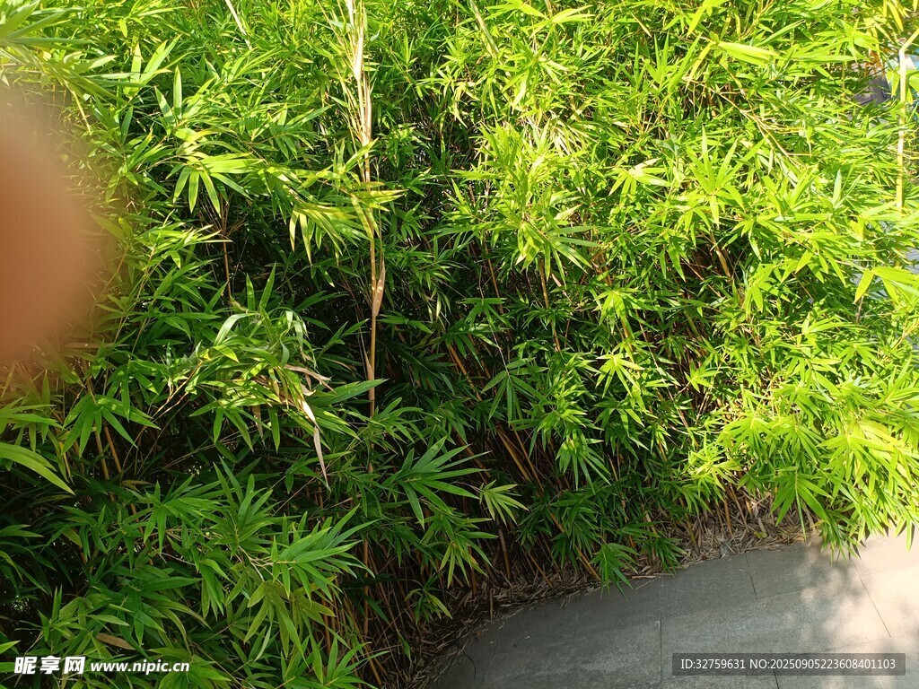 綠意盎然的路邊植物景觀