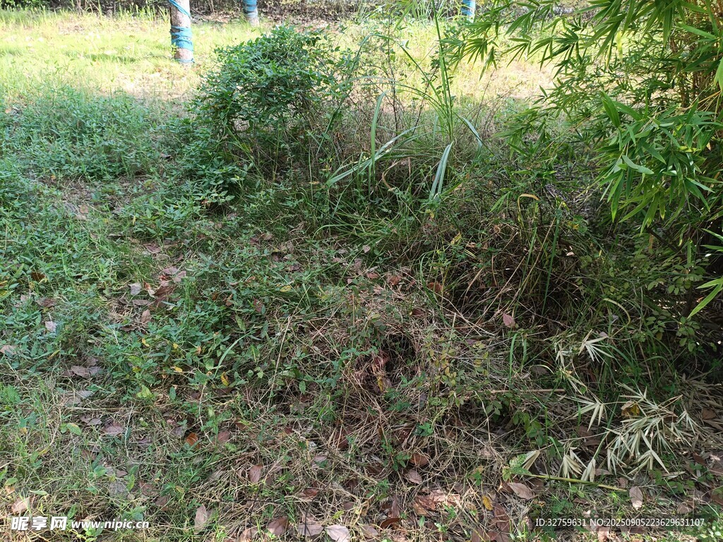戶外雜草叢生的自然場景